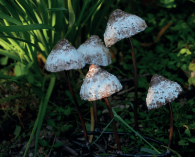 Champignon Psilocybe 