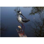 Black-winged stilt