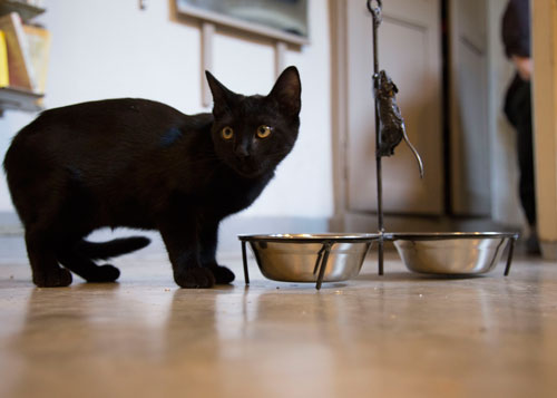 Pet bowl