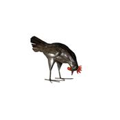 Poule rouille picore