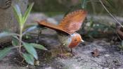 Rouge gorge ailes ouvertes