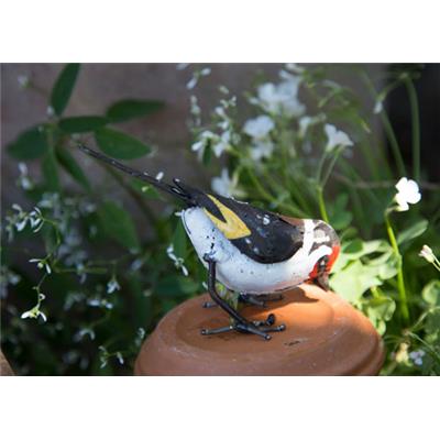 European goldfinch pecking