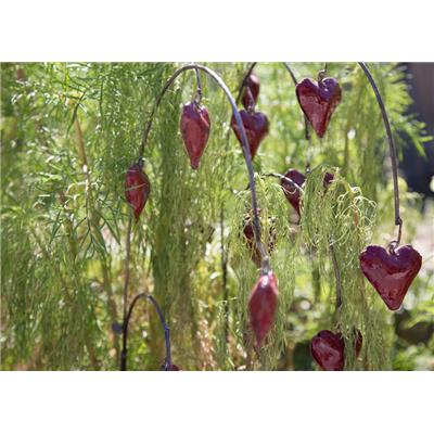 Asian bleeding-heart red