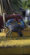 Crabe Porcelaine Bleu