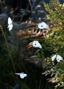 Papillon à suspendre Atlantis x5
