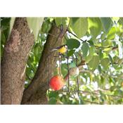 Suet feeder Chickadee