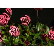 Rose & bouton