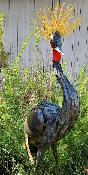 Black crowned crane