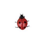 Ladybird PM