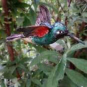 Colibri d'Équateur
