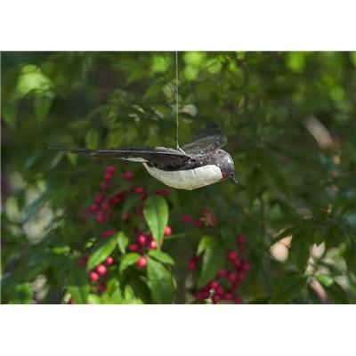 Swallow flying