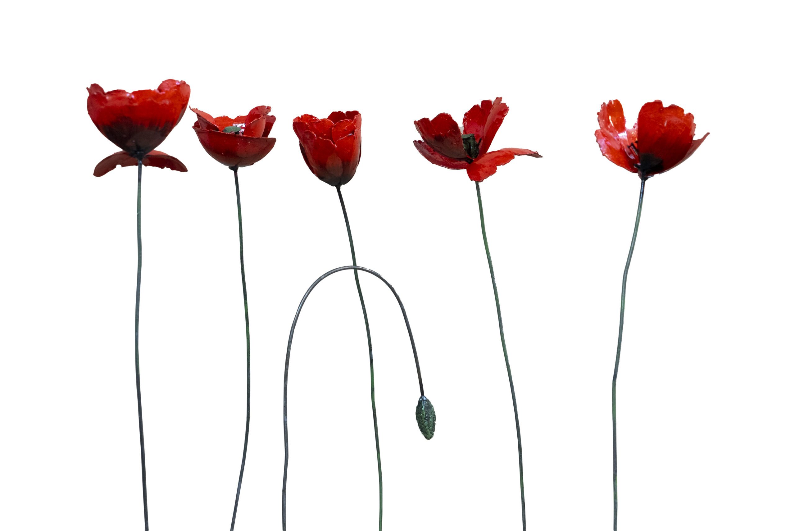 Coquelicots Rouges Bouquet de 5 + 1 bouton