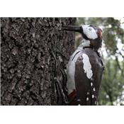 Great spotted woodpecker