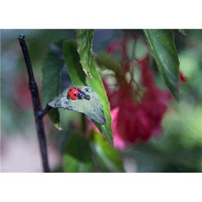 Plant stake Ladybird