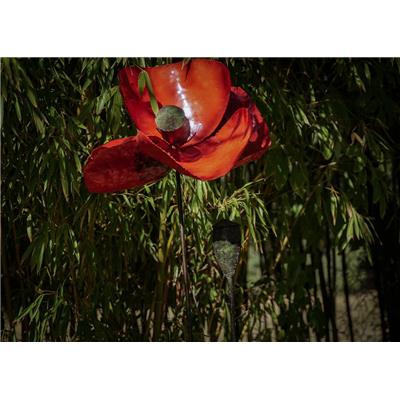 Coquelicot Rouge & bouton taille XL