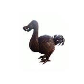 Dodo