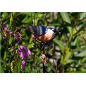 Plant stake Eurasian nuthatch