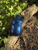 Scarabée bleu PM