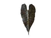 Applique Feuille Alocasia Nouveauté 2023