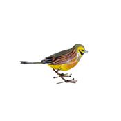 Cirl bunting