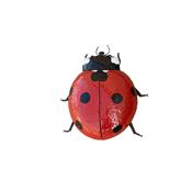 Coccinelle Géante XL