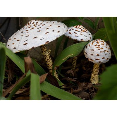 Champignon Coulemelle - set de 3