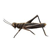 Bush-cricket XL