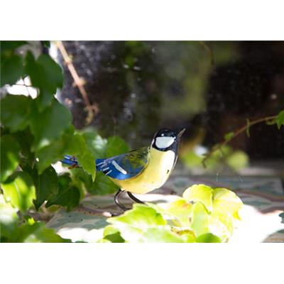 Blue Tit singing