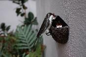 Swallow nest