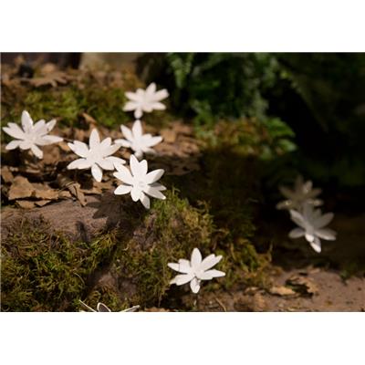 Nigelle de Damas, petite fleur blanche décorative