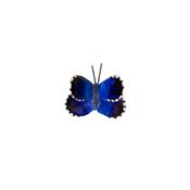 Papillon Azuré du midi