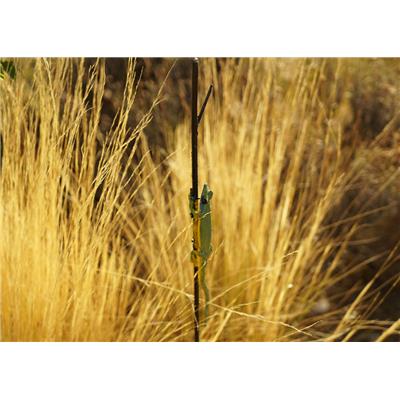 Plant stake green lizard