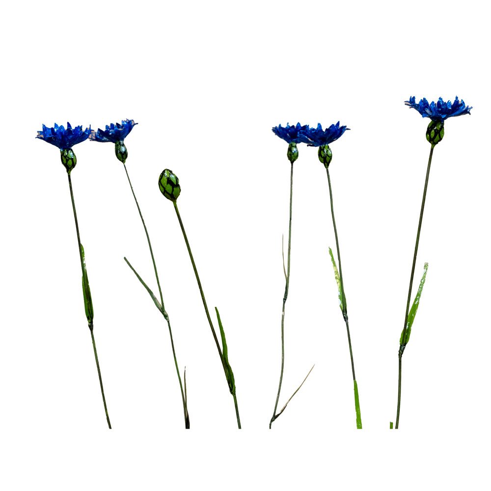 Bleuets Bouquet de 5 + 1 bouton