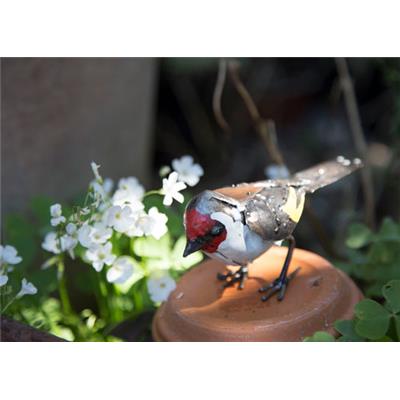 European goldfinch