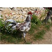 Coq blanc