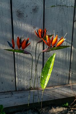 Fleur de Perroquet (à l'unité) sans feuille