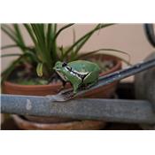 Grenouille rainette