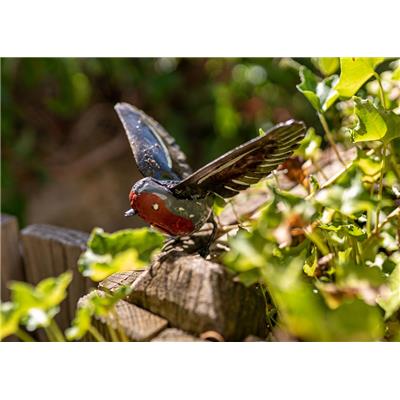 Rouge gorge ailes ouvertes