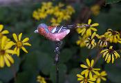 Plant stake Chaffinch