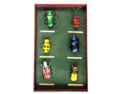 Tableau d'entomologiste Coléoptères