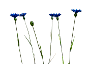 Bleuets Bouquet de 5 + 1 bouton