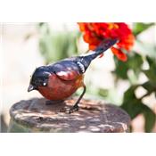 Bullfinch pecking