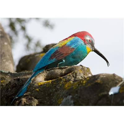 European bee-eater