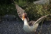 Oie de Toulouse ailes ouvertes