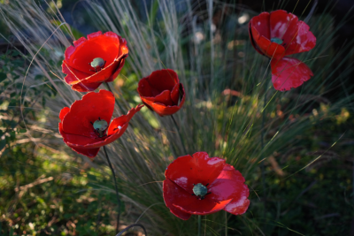 Coquelicots Rouges Bouquet de 5 + 1 bouton