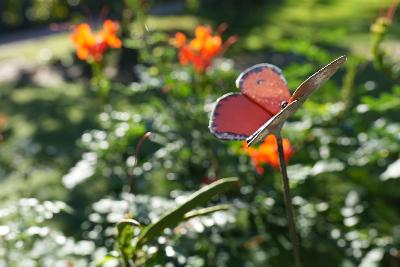 Tuteur papillon Orange cuivré des marais