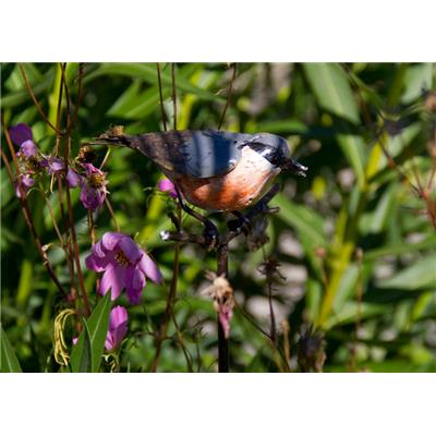 Plant stake Eurasian nuthatch