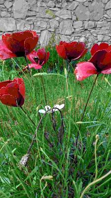 Coquelicot rouge x1 sans bouton