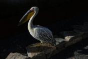 Pelican