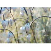 Asian bleeding-heart white